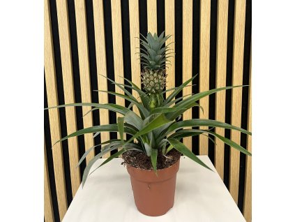 Ananas comulus