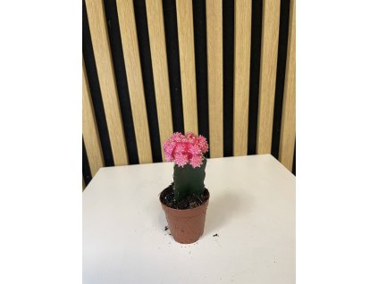Gymnocactus fialový