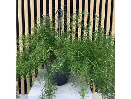 Asparagus sprengeri závěs