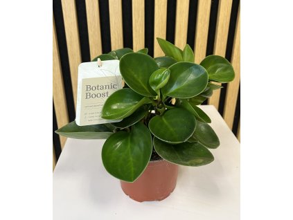 Peperomia obtusifolia