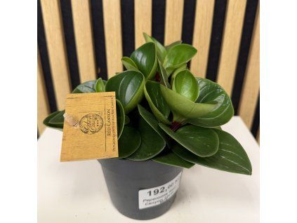 Peperomia red canyon