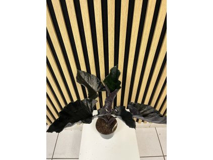 Alocasia antoro velvet