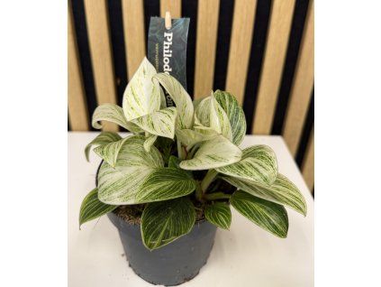 Philodendron birkin