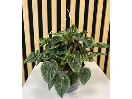 Peperomia buenos