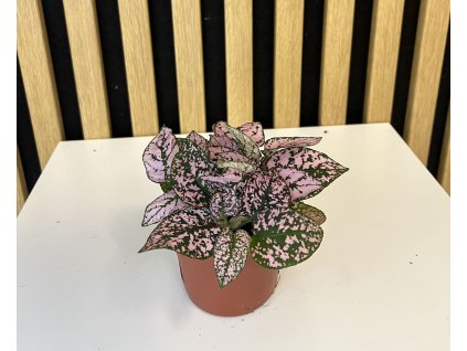 Hypoestes phyllostachya
