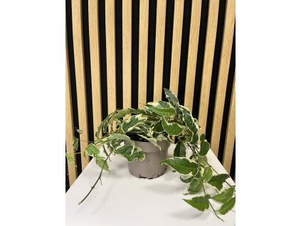 Ficus sagittata white