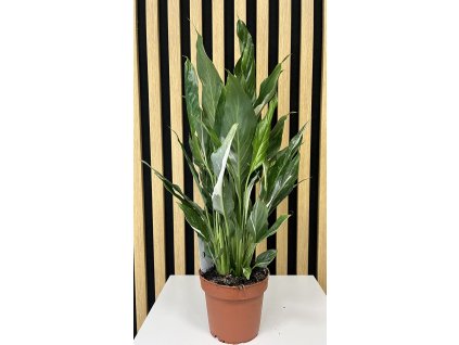 Spathiphyllum diamont cupido