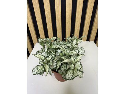 Fittonia mosaic white