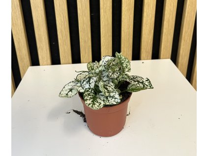 Hypoestes phyllostachya
