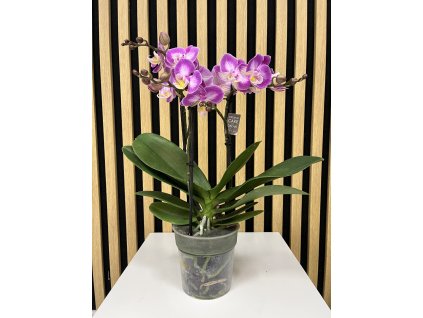 Phalenopsis cupido roze