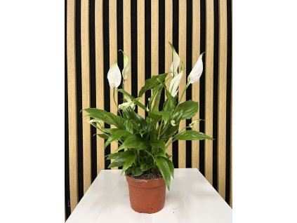 Spathiphyllum