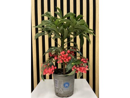 Ardisia