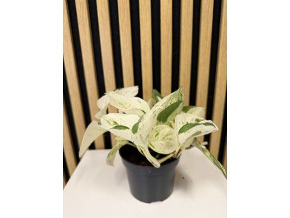 Epipremum happy leaf