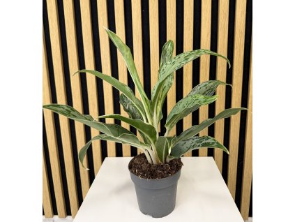 Aglaonema A