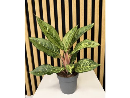 Aglaonema B