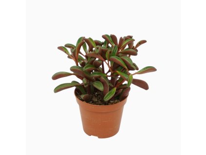 4ijan312ec7hvrbsgjvbk8m0ld0erdls82vlokmn big