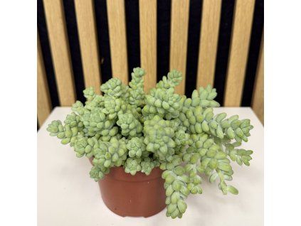 Sedum buritto