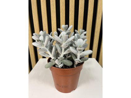Cotyledon orbiculata