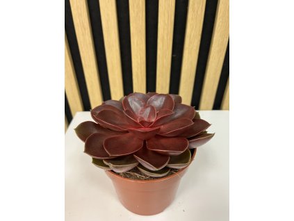 Echeveria red ruby