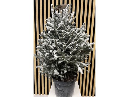 Picea omorika snow
