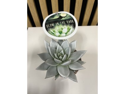 Echeviera svítící