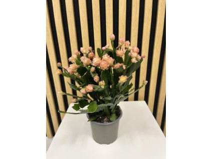 Vánoční kaktus plnokvětý žlutý