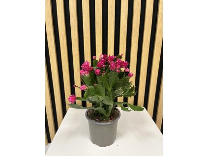 Vánoční kaktus plnokvětý červený