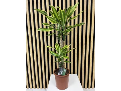 Dracena yellow coast