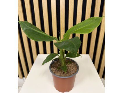 Musa dwarf caven dish