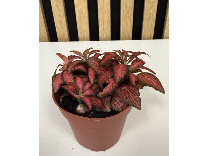 Fittonia červená