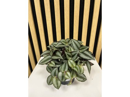 Tradescancia zebrina