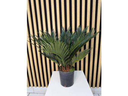 Cycas revolution