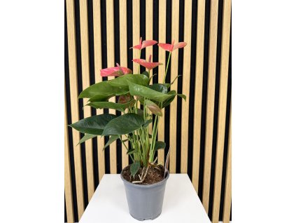 Anthurium sweet dream