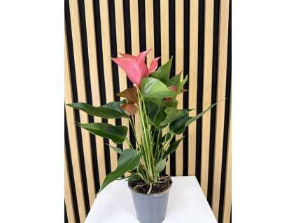 Anthurium romantico