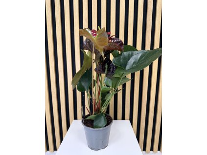 Anthurium tranquillo
