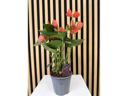 Anthurium sierra orange