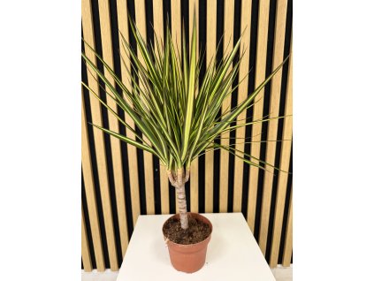 Dracena sunray