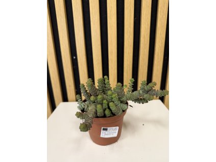 Crassula hottentot