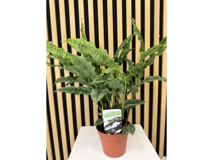 Alpinia regosa cripsy