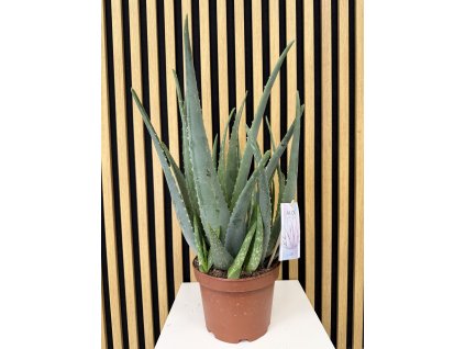 Aloe vera barbadensis