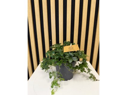 Parthenocissus striatta