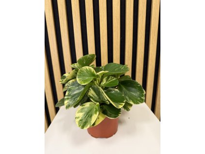 Peperomia obtusifolia variegata