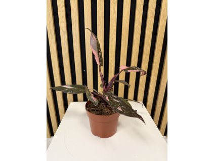 Philodendron pink princess