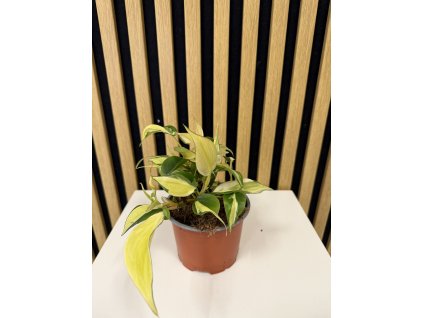 Philodendron scandens rio