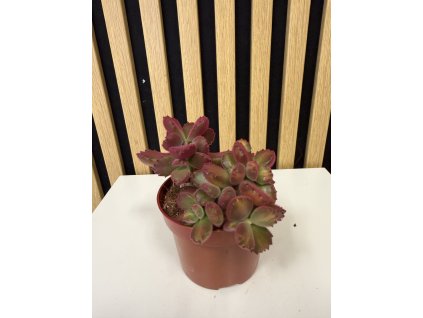 Cotyledon tomentosa ‘Lady’s Fingers