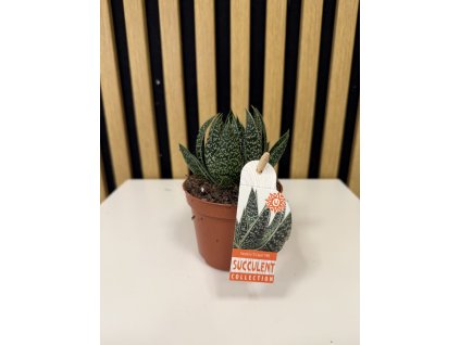 Gasteria ´D Clash´