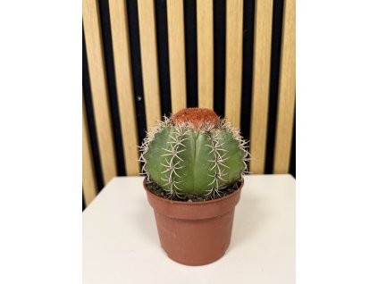 Melocactus matanzanus