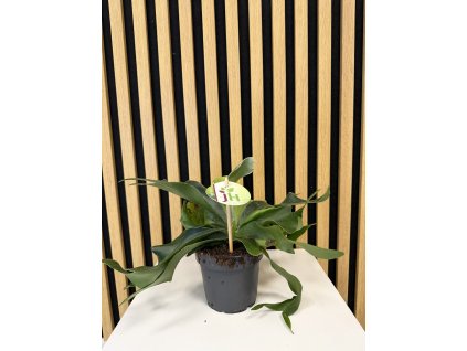 Platycerium bifurcatum