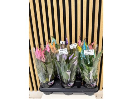 Spathiphyllum make up!