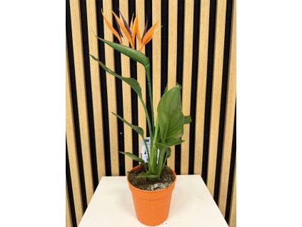 Strelitzia umělý květ
